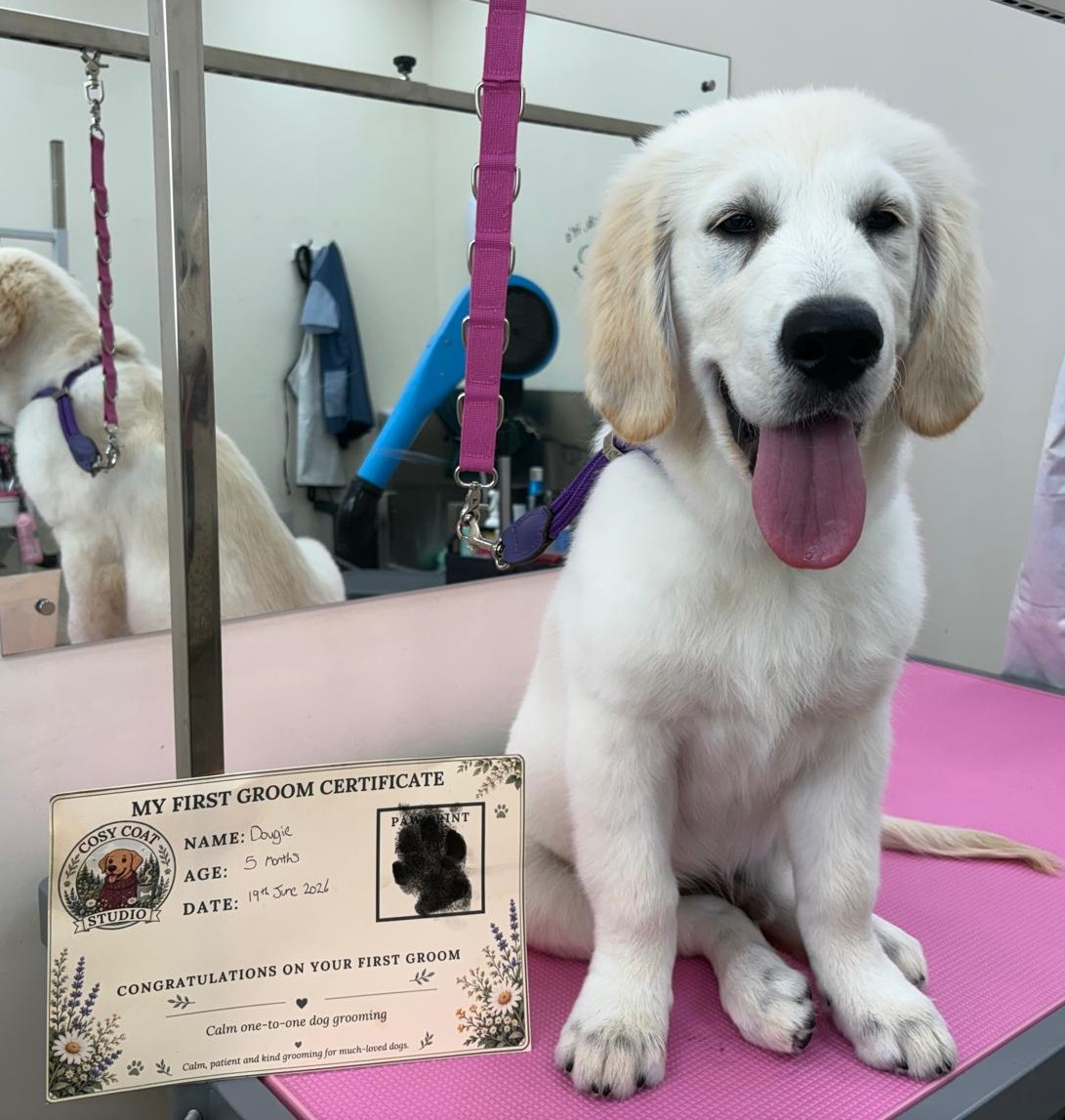 Dougie, the golden retriever puppy, sitting on the grooming table with his My First Groom certificate